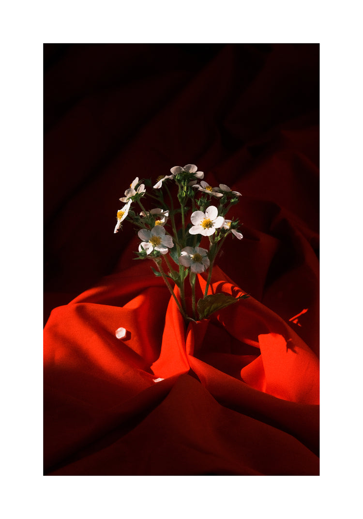 White strawberry flowers wrapped in a blood red sheet.
