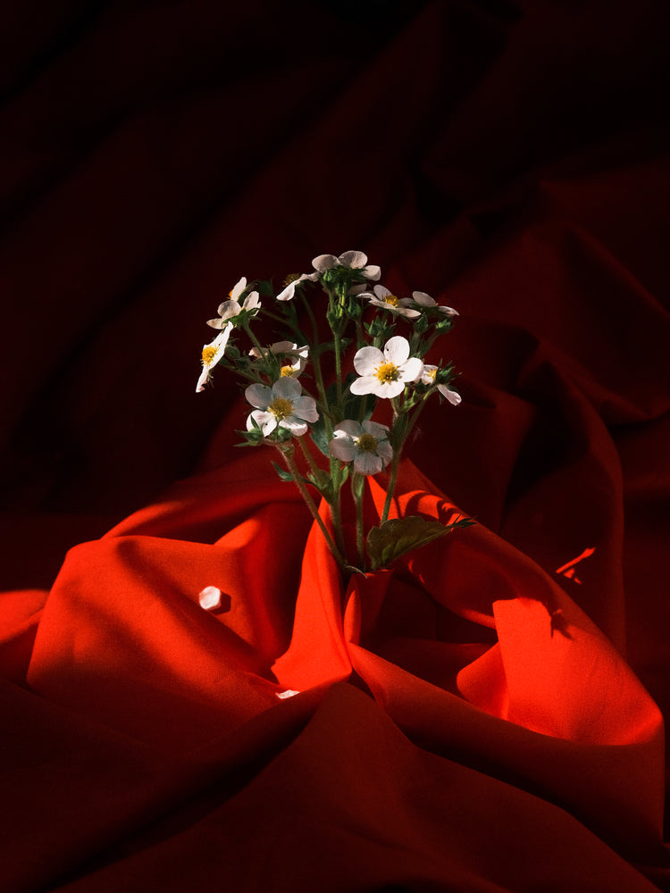 White strawberry flowers wrapped in a blood red sheet.