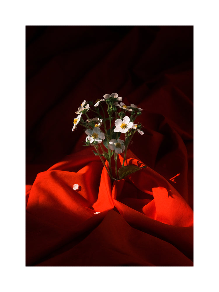 White strawberry flowers wrapped in a blood red sheet.