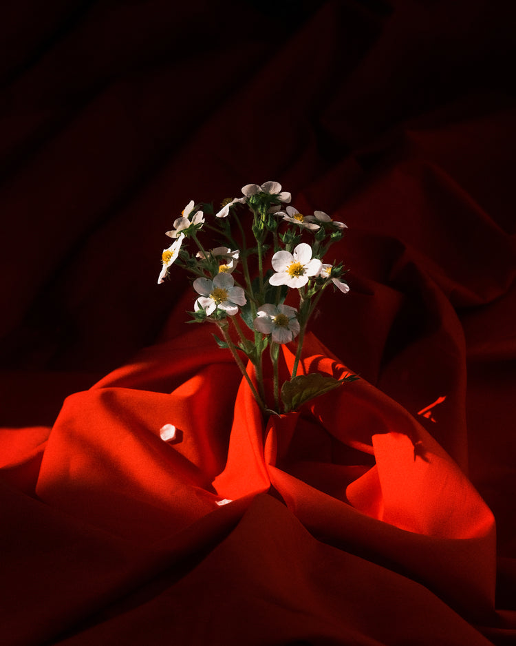 White strawberry flowers wrapped in a blood red sheet.