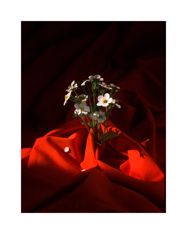 White strawberry flowers wrapped in a blood red sheet.