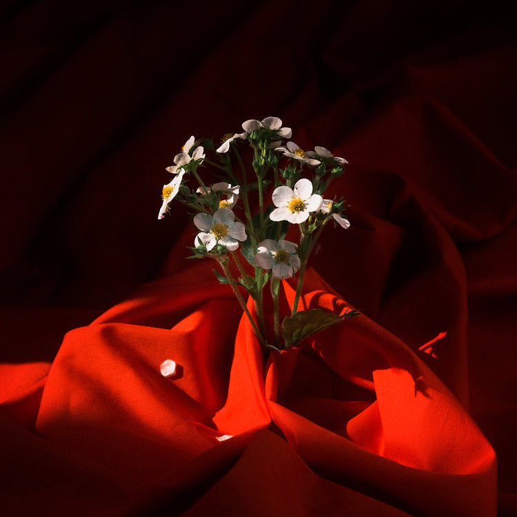 White strawberry flowers wrapped in a blood red sheet.