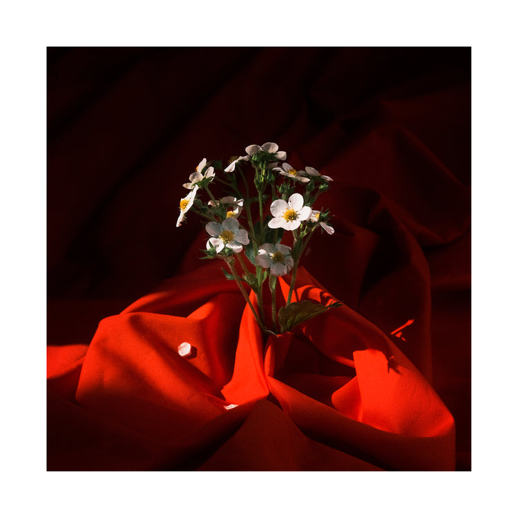 White strawberry flowers wrapped in a blood red sheet.
