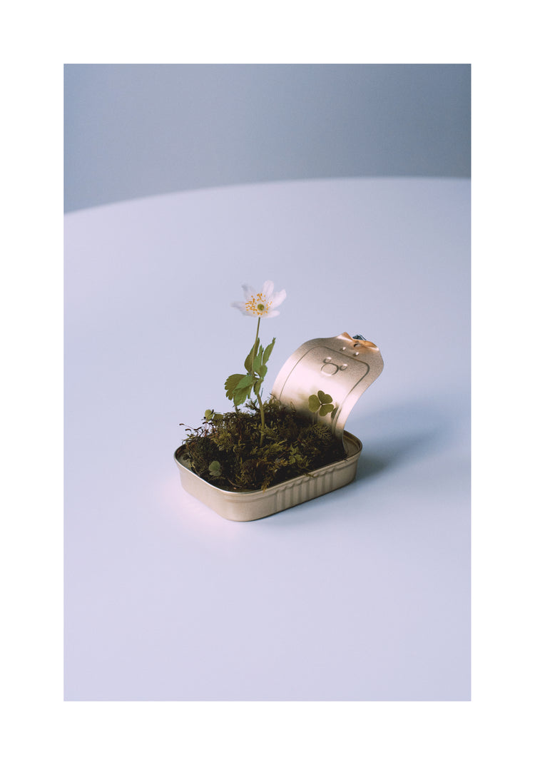 Opened tin container with a small forest inside it.