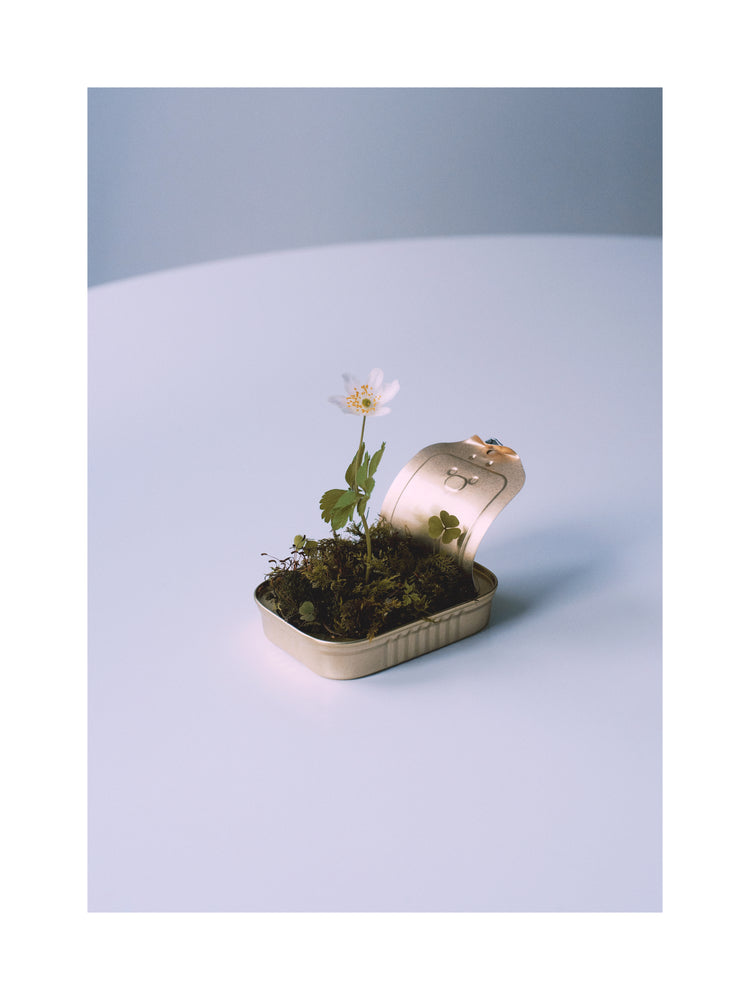 Opened tin container with a small forest inside it.