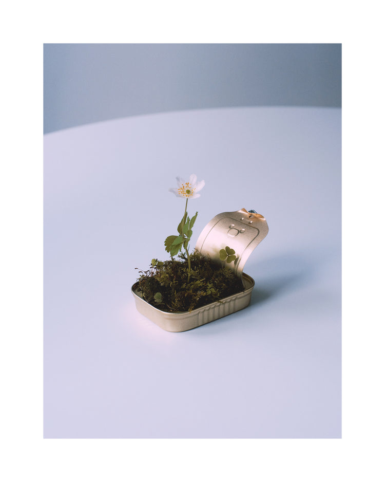 Opened tin container with a small forest inside it.