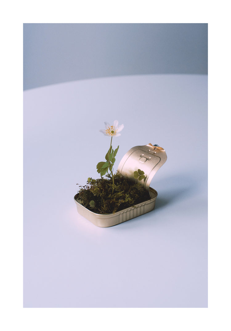 Opened tin container with a small forest inside it.