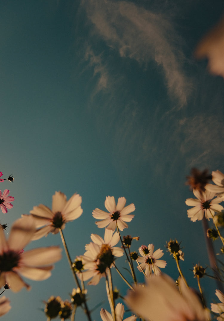 View from underneath of white flowers reaching towards the clear blue sky.