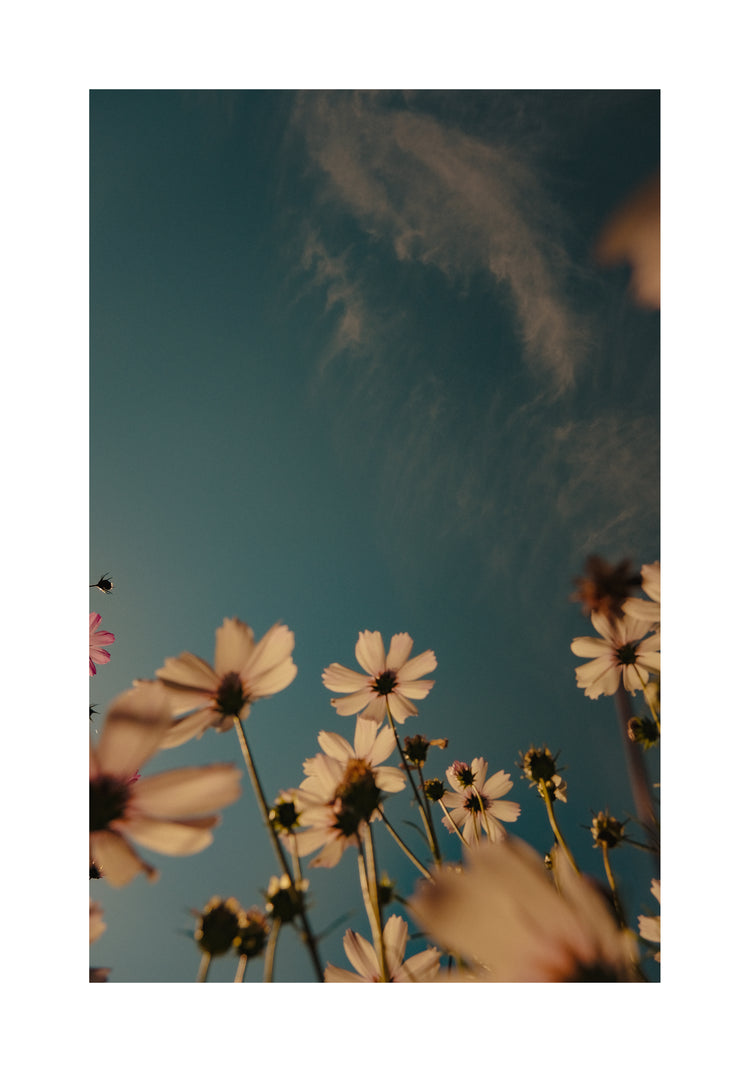 View from underneath of white flowers reaching towards the clear blue sky.