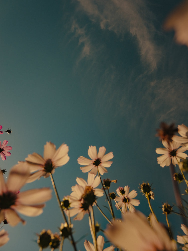 View from underneath of white flowers reaching towards the clear blue sky.