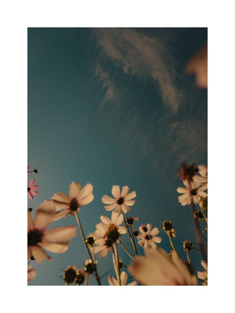 View from underneath of white flowers reaching towards the clear blue sky.