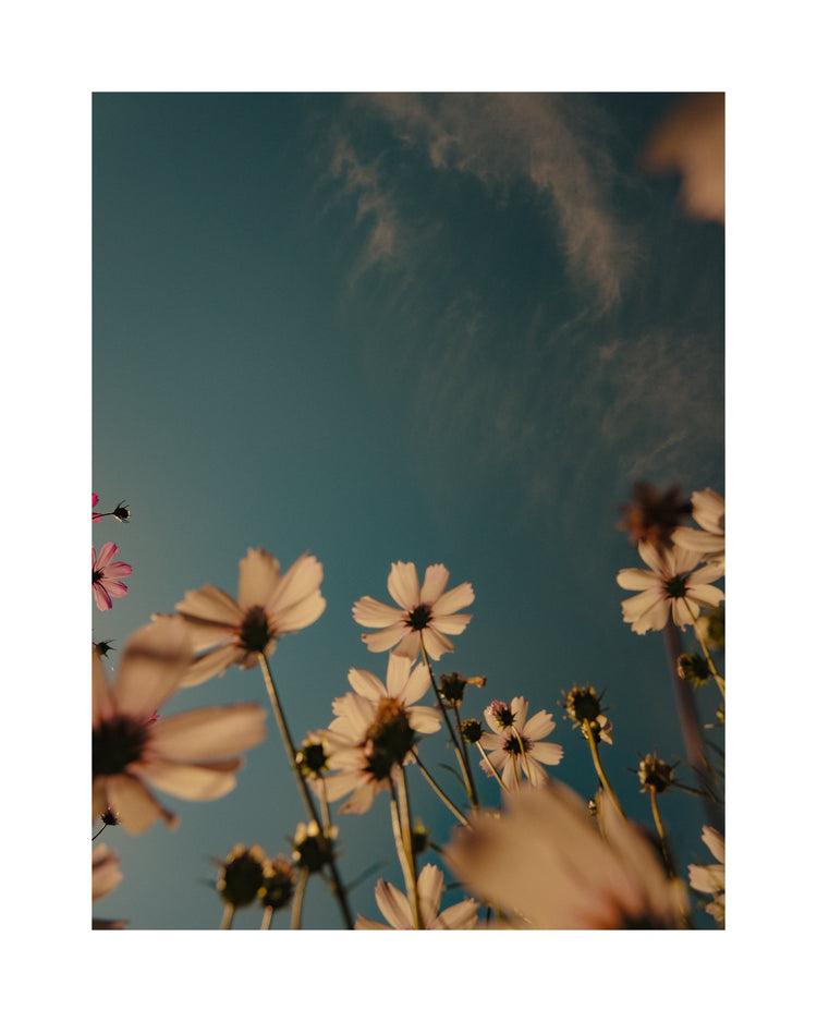 View from underneath of white flowers reaching towards the clear blue sky.