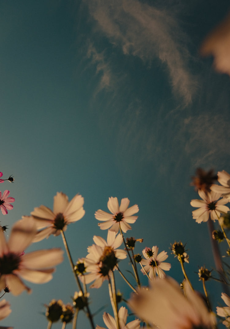 View from underneath of white flowers reaching towards the clear blue sky.