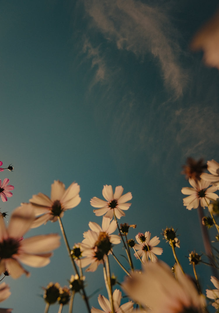 View from underneath of white flowers reaching towards the clear blue sky.