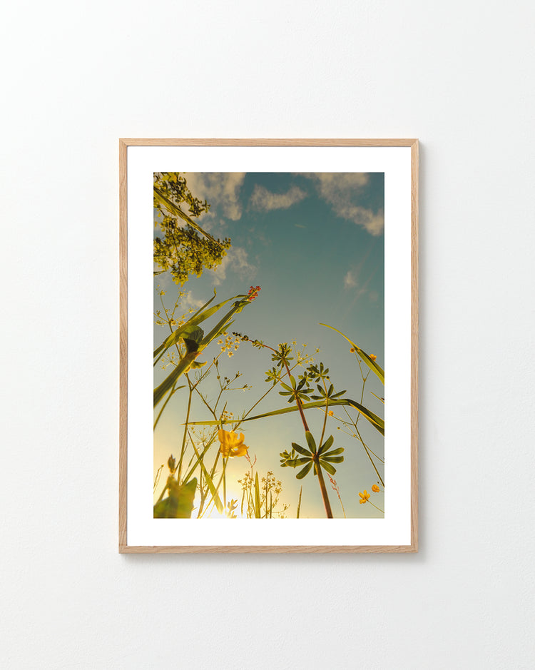 Wildflowers and weeds captured from underneath with the sky as a canvas.