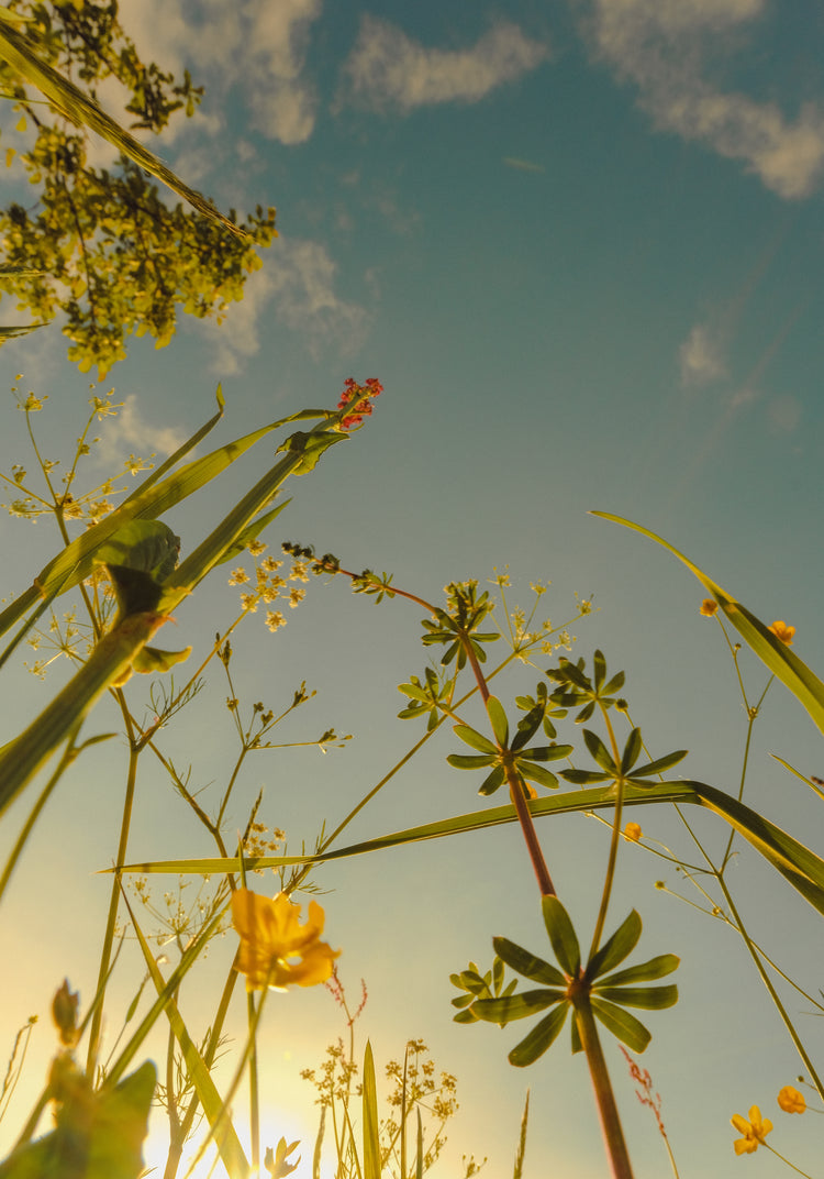 Wildflowers and weeds captured from underneath with the sky as a canvas.