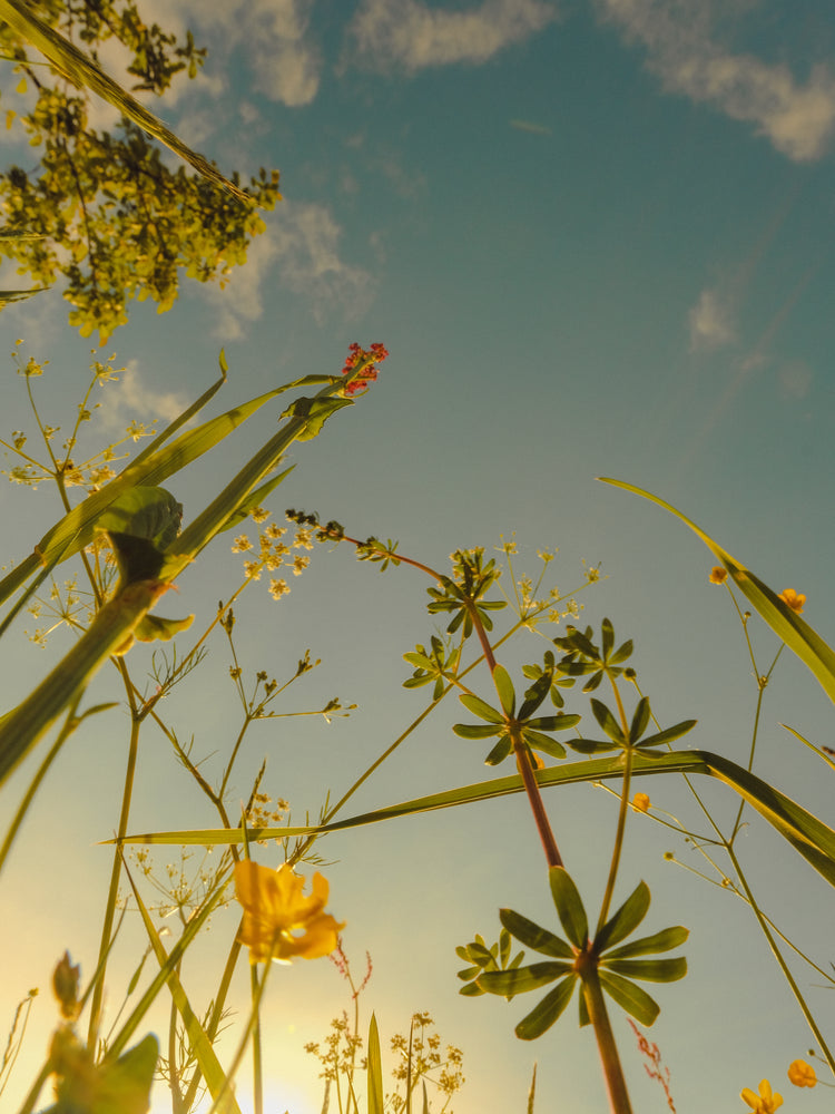 Wildflowers and weeds captured from underneath with the sky as a canvas.