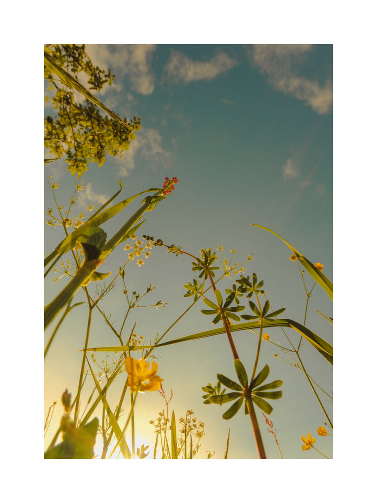 Wildflowers and weeds captured from underneath with the sky as a canvas.