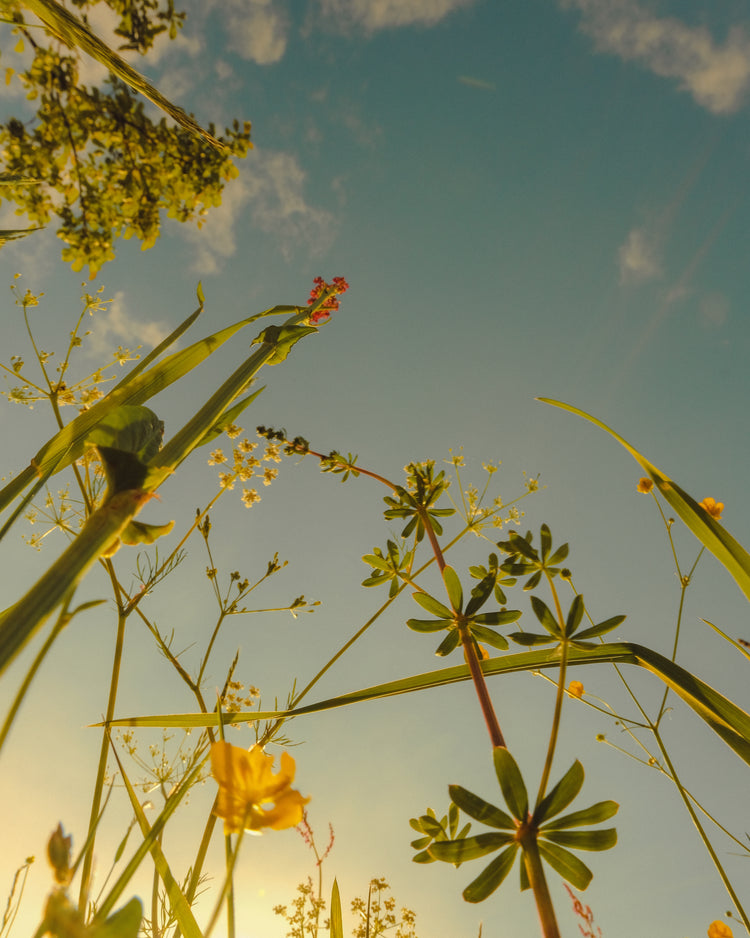 Wildflowers and weeds captured from underneath with the sky as a canvas.