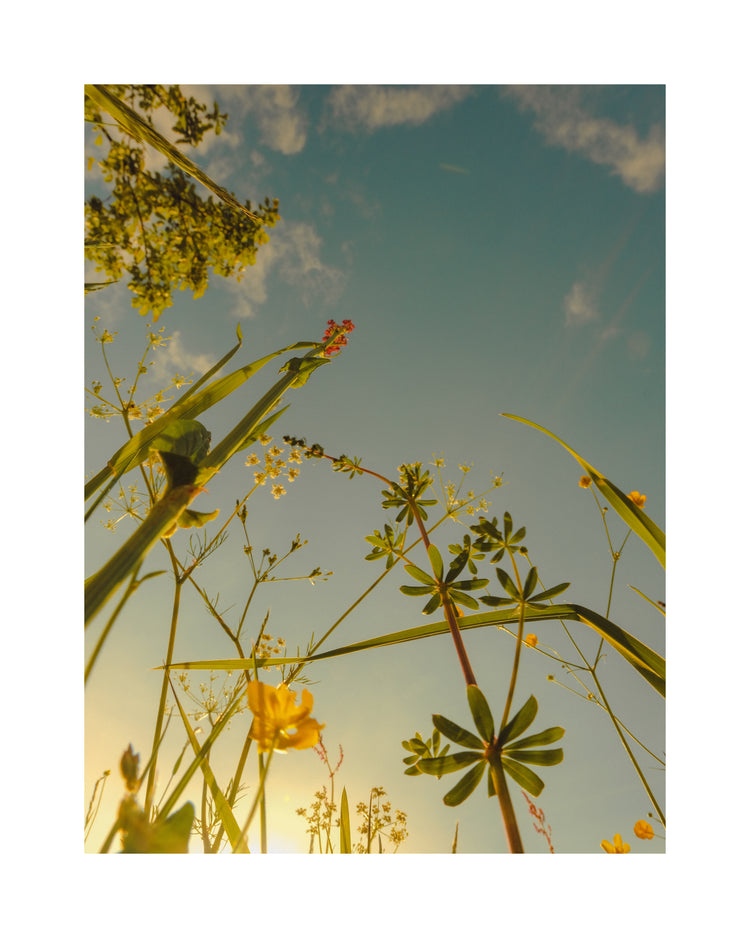 Wildflowers and weeds captured from underneath with the sky as a canvas.