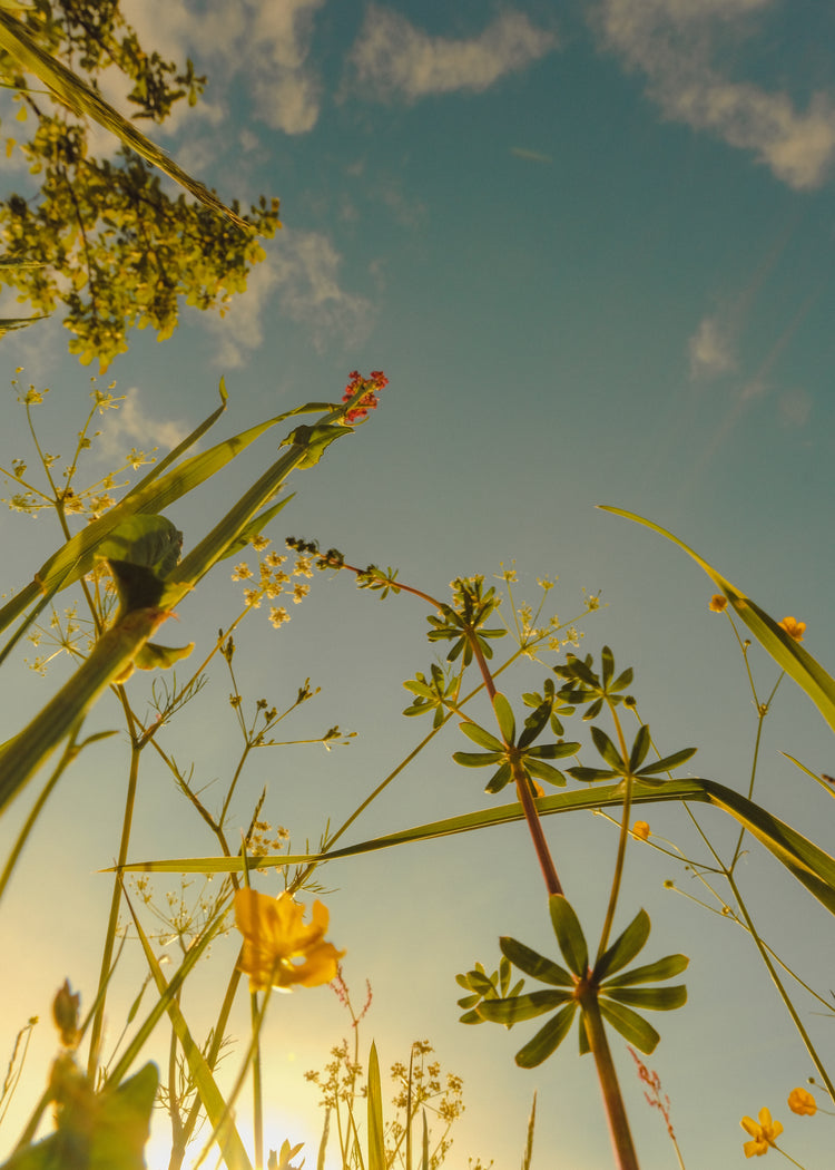 Wildflowers and weeds captured from underneath with the sky as a canvas.