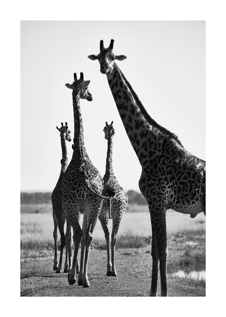 Giraffes walking together on a dirty road.