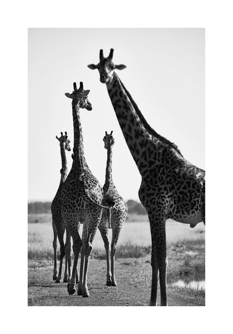 Giraffes walking together on a dirty road.