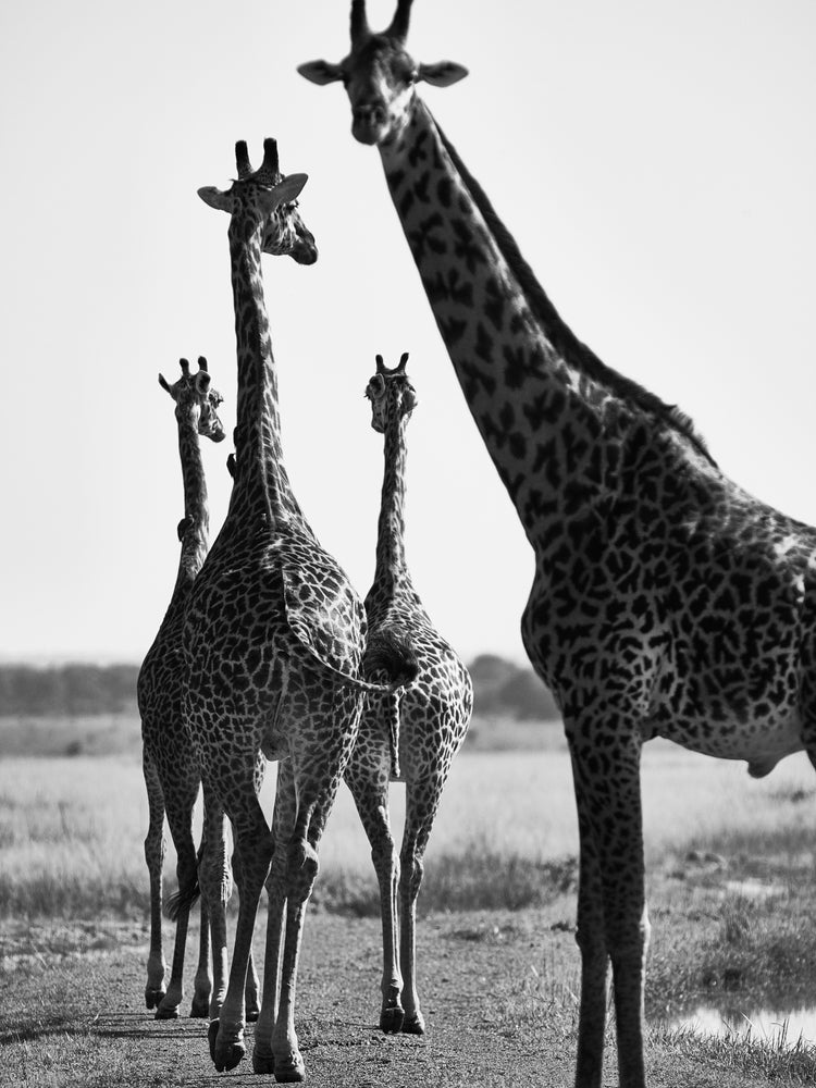 Giraffes walking together on a dirty road.