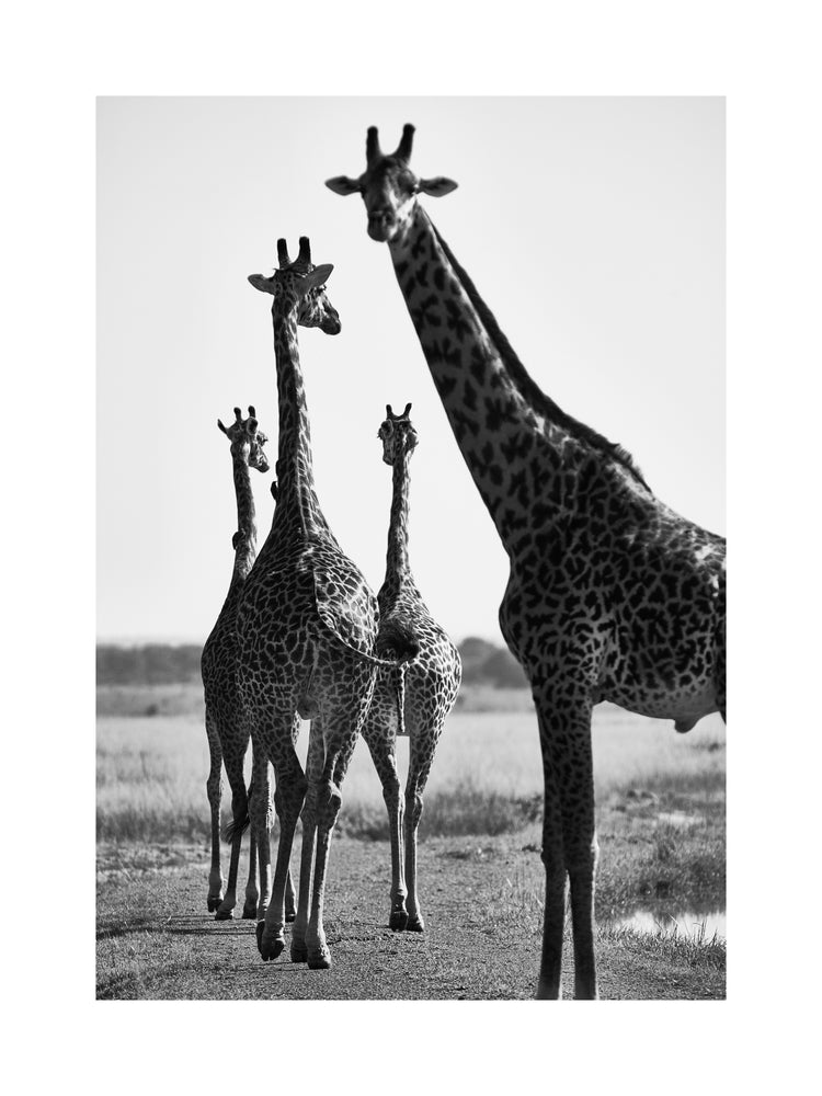 Giraffes walking together on a dirty road.