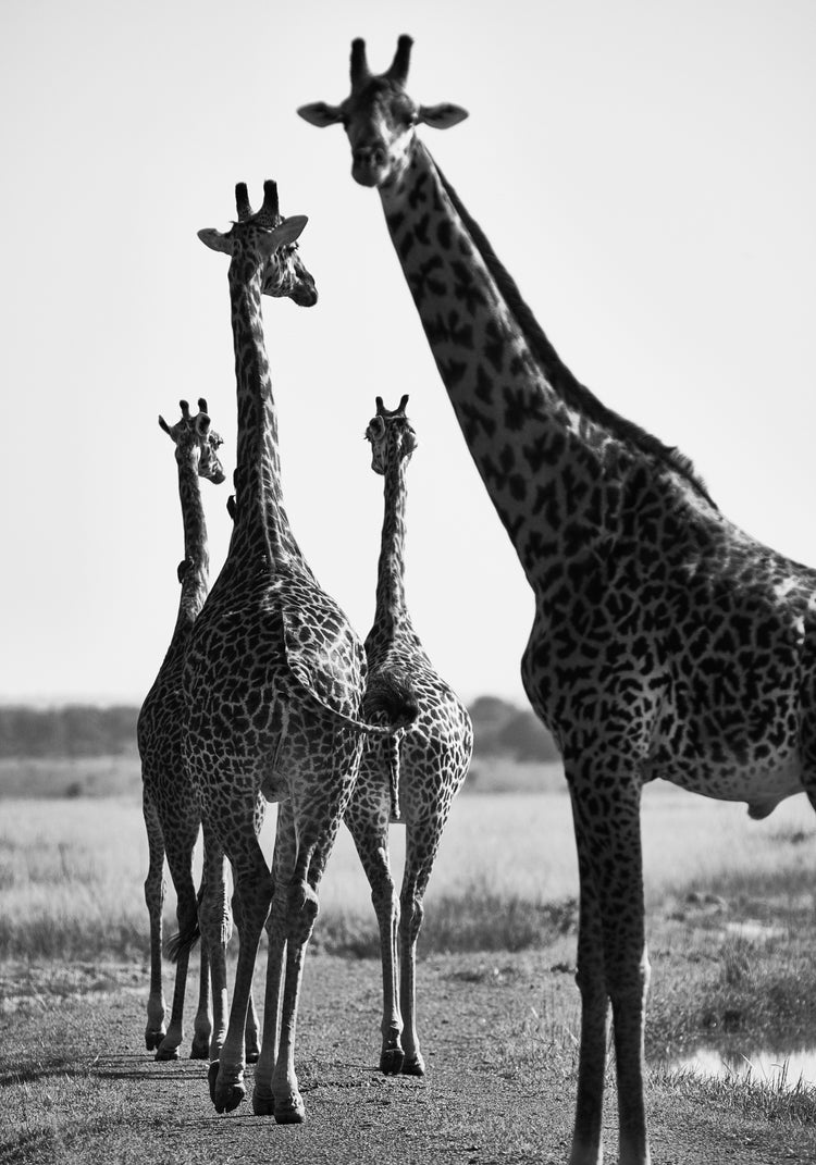 Giraffes walking together on a dirty road.