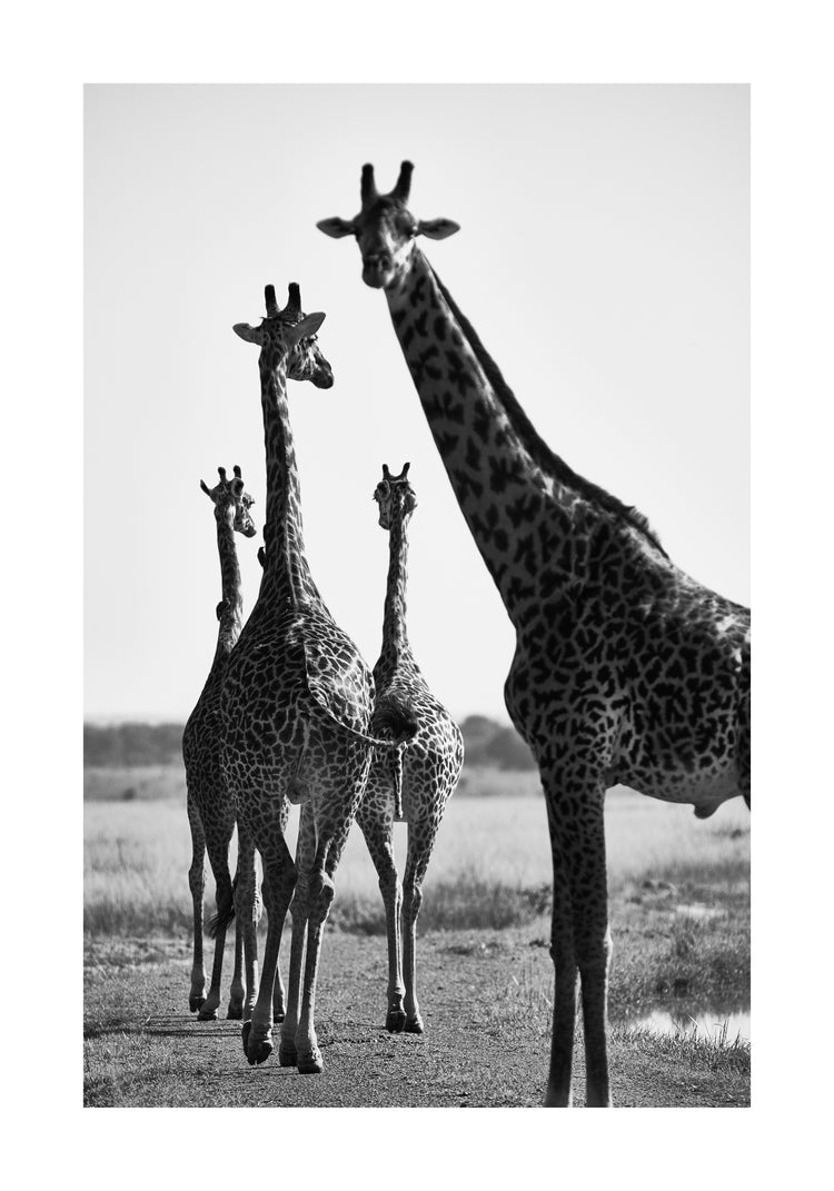 Giraffes walking together on a dirty road.