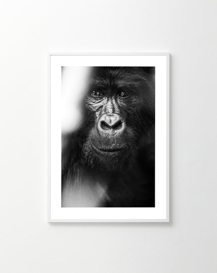 A Friendly Face Poster showcases a black and white close-up of a gorilla, highlighting its intricate details and expressions. Framed on a white wall, the soft focus on its fur creates an inviting gaze as if whispering come home.