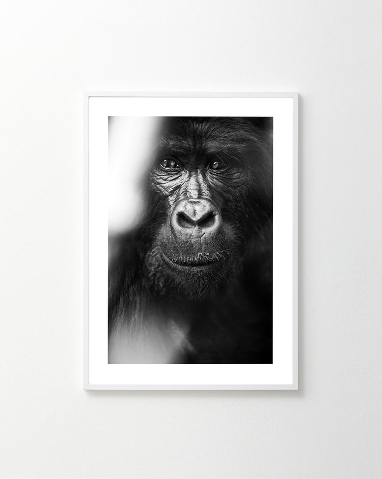 A Friendly Face Poster showcases a black and white close-up of a gorilla, highlighting its intricate details and expressions. Framed on a white wall, the soft focus on its fur creates an inviting gaze as if whispering come home.