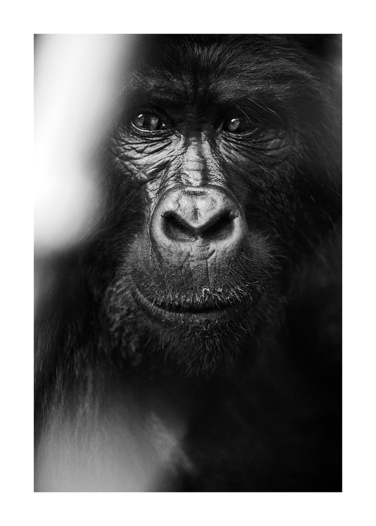 Portrait of a gorilla looking straight into the camera.