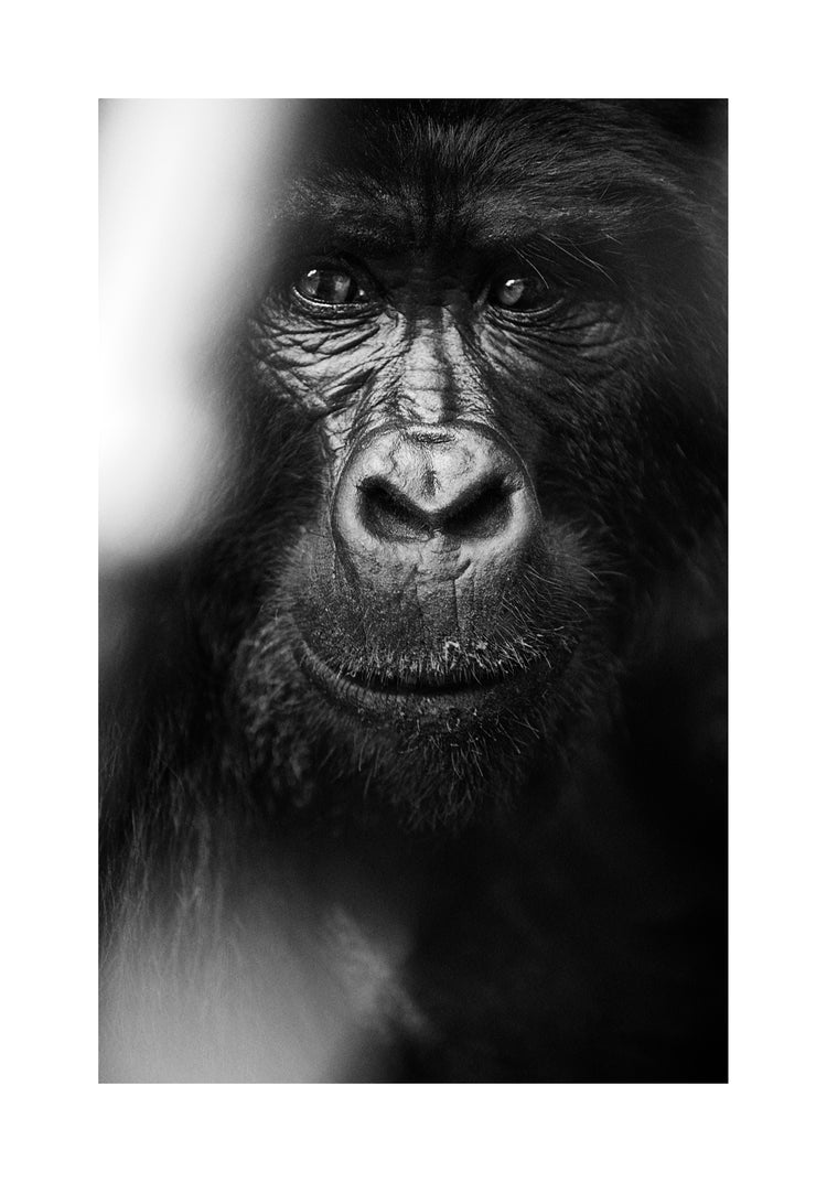 Portrait of a gorilla looking straight into the camera.