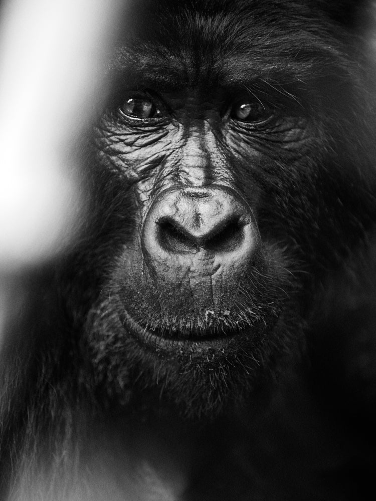 Portrait of a gorilla looking straight into the camera.