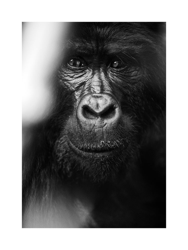 Portrait of a gorilla looking straight into the camera.