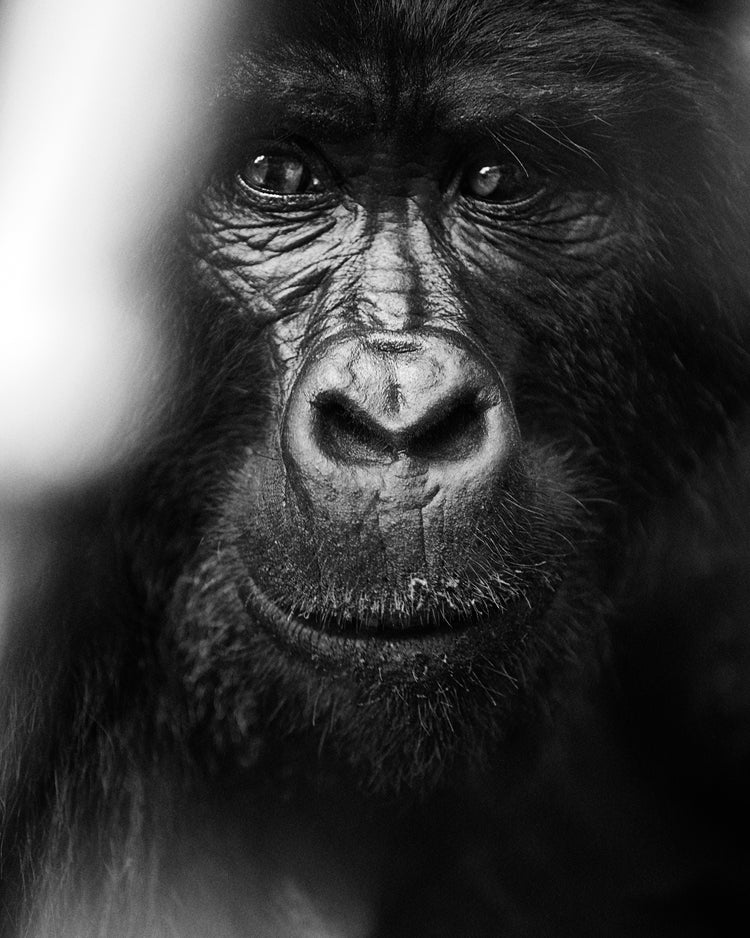Portrait of a gorilla looking straight into the camera.