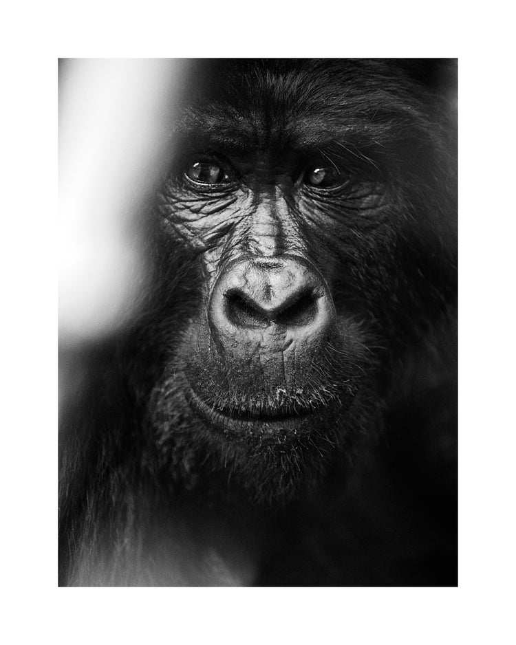 Portrait of a gorilla looking straight into the camera.