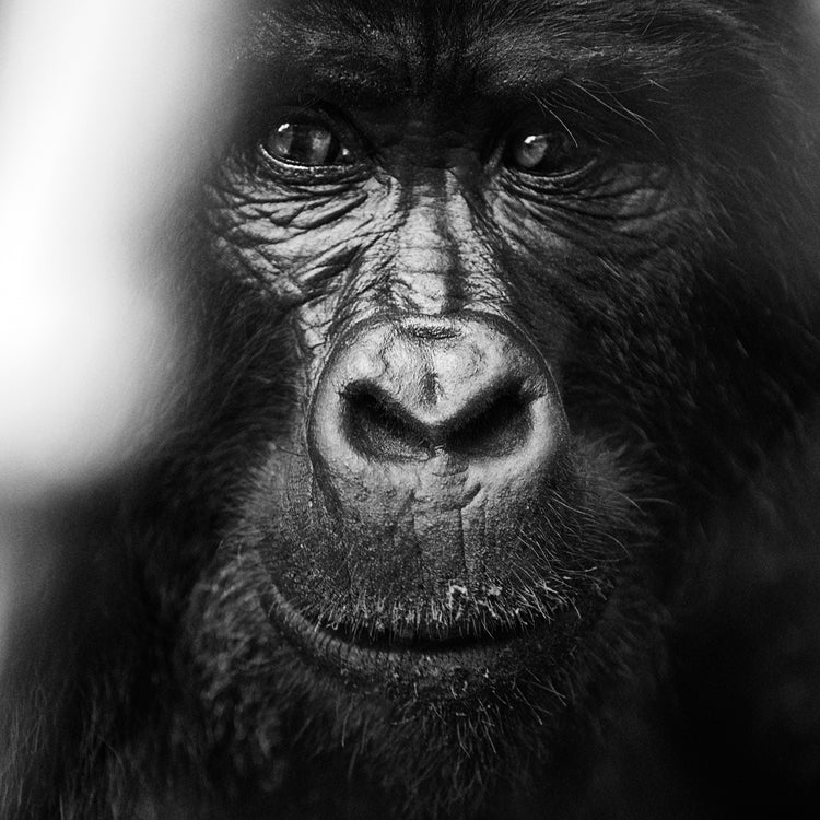 Portrait of a gorilla looking straight into the camera.