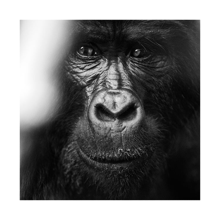 Portrait of a gorilla looking straight into the camera.