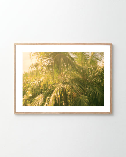 The Chlorophyll Poster, a framed photo of lush, sunlit palm trees with a golden hue, brings a tropical, serene vibe reminiscent of Chloris, the goddess of vegetation. It’s displayed on a plain white wall.