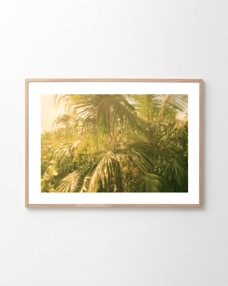 The Chlorophyll Poster, a framed photo of lush, sunlit palm trees with a golden hue, brings a tropical, serene vibe reminiscent of Chloris, the goddess of vegetation. It’s displayed on a plain white wall.