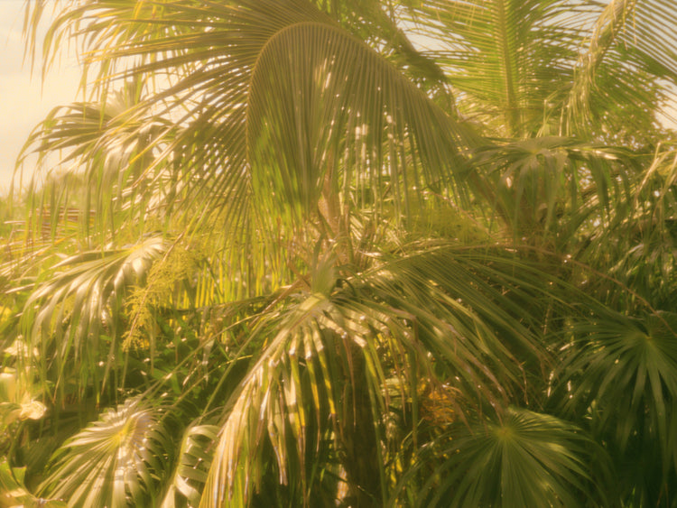 Colorfully green palm trees in tropical weather surrounded by jungle.