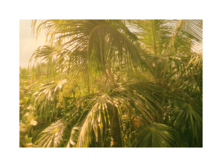 Colorfully green palm trees in tropical weather surrounded by jungle.