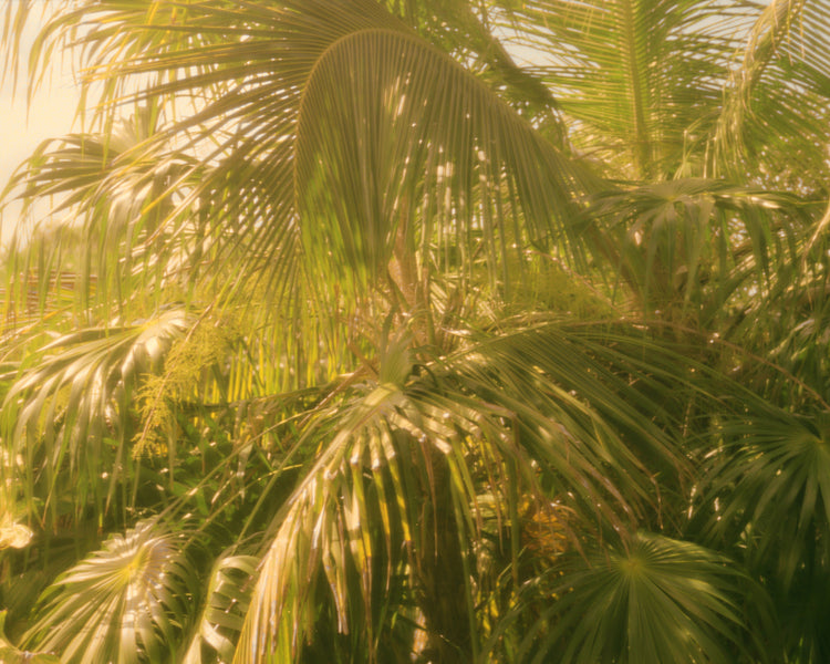 Colorfully green palm trees in tropical weather surrounded by jungle.
