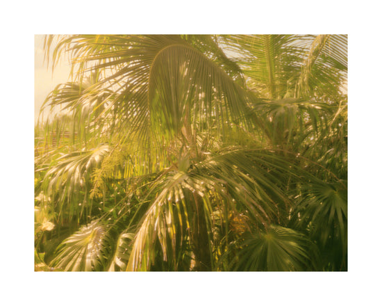 Colorfully green palm trees in tropical weather surrounded by jungle.