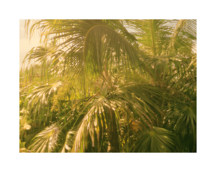 Colorfully green palm trees in tropical weather surrounded by jungle.