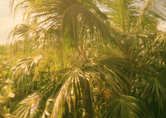 Colorfully green palm trees in tropical weather surrounded by jungle.