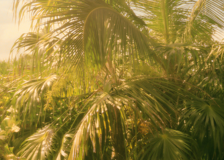 Colorfully green palm trees in tropical weather surrounded by jungle.